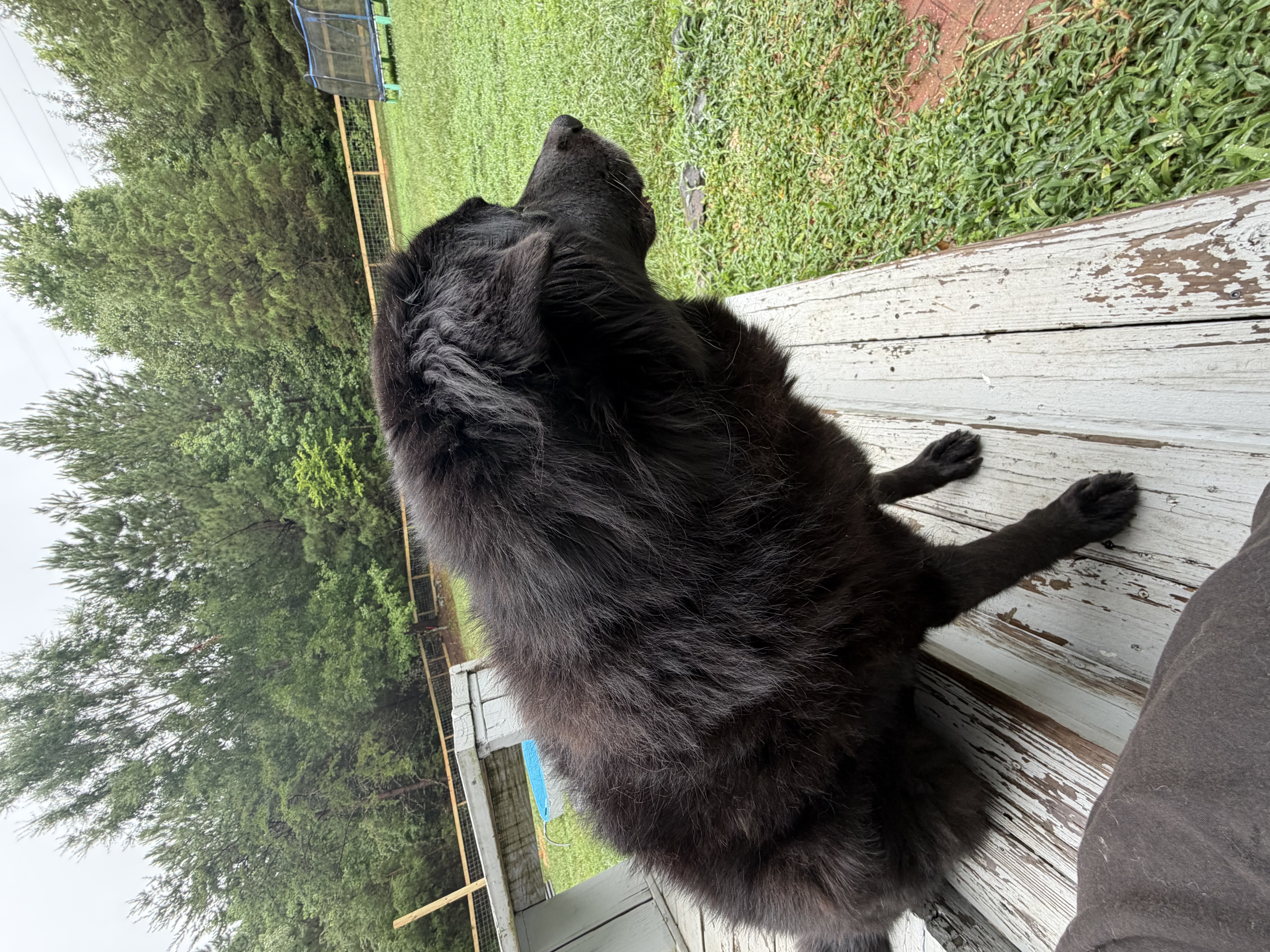 Ava watching from the deck at Little Socks Pet Hotel