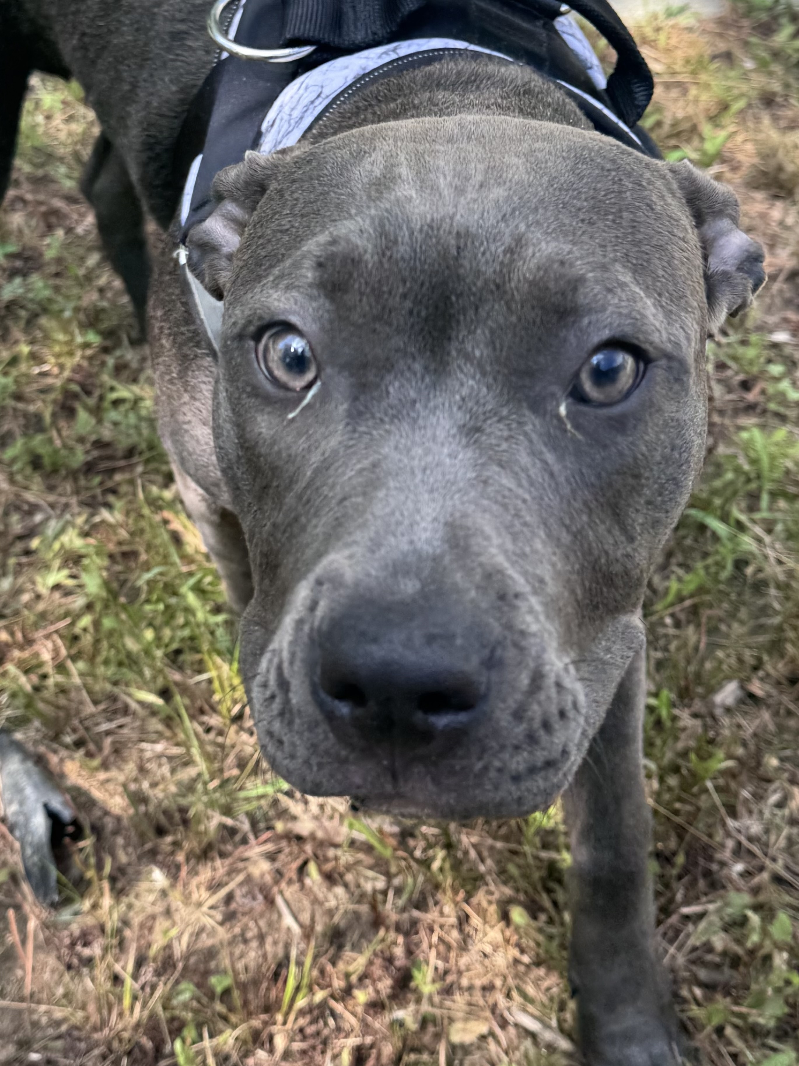Blu the Pittie on a walk at Little Socks Pet Hotel