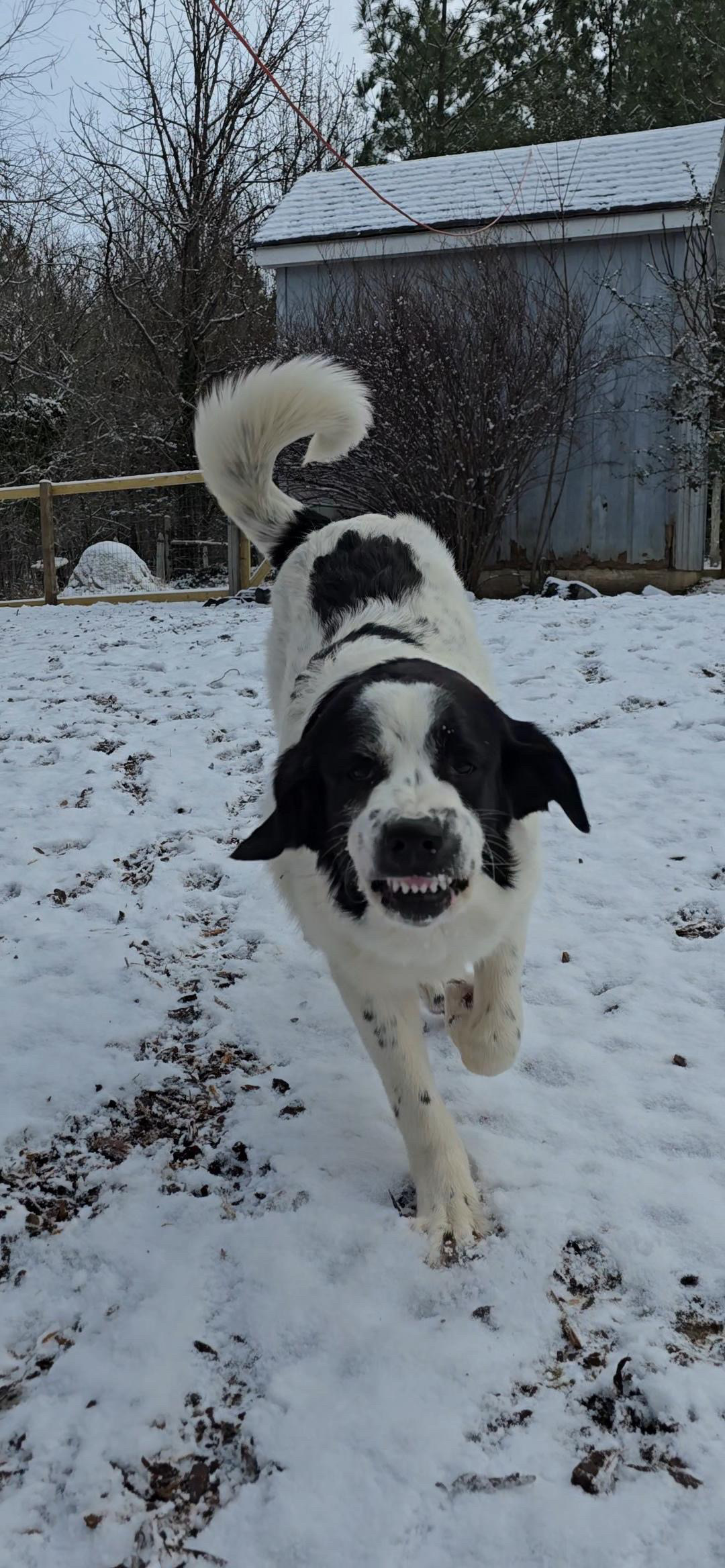 Odessa enjoying the snow at Little Socks Pet Hotel